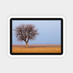 Single tree in plow land Magnet