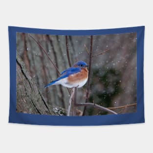 Bluebird in the winter Tapestry