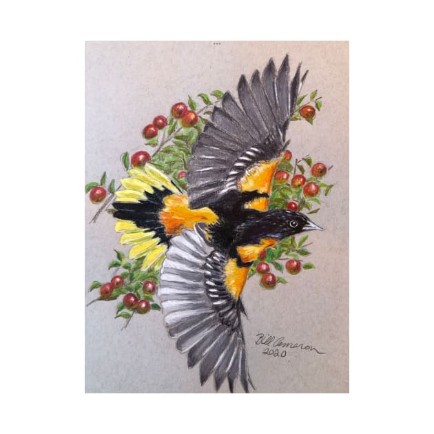 Baltimore Oriole by Bill Cameron Fine Art