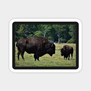 Buffalo's in Prince Edward Island Magnet