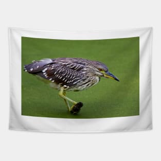 Juvenile Black-crowned Night Heron Tapestry