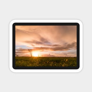 Panoramic view of a flowering  yellow daisy flowers Magnet