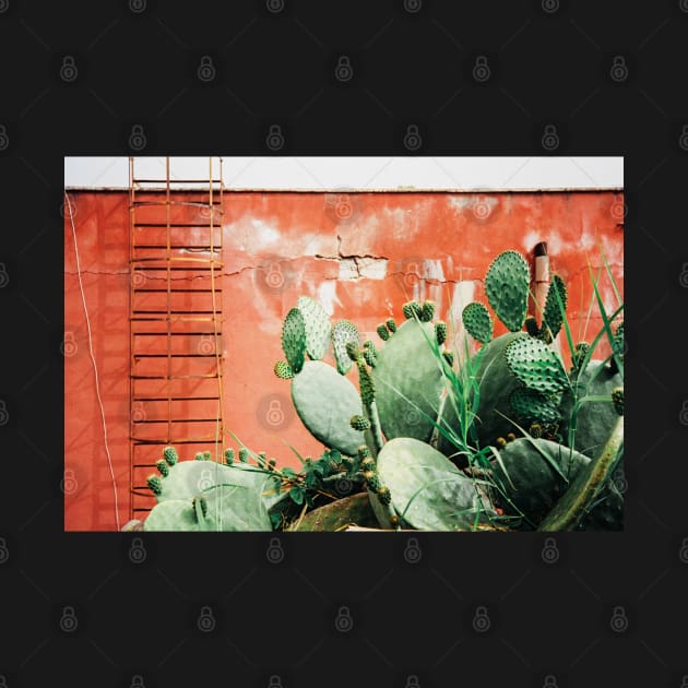 Closeup on Cacti Growing in Front of Shabby Red Wall Shot on Porta 400 by visualspectrum