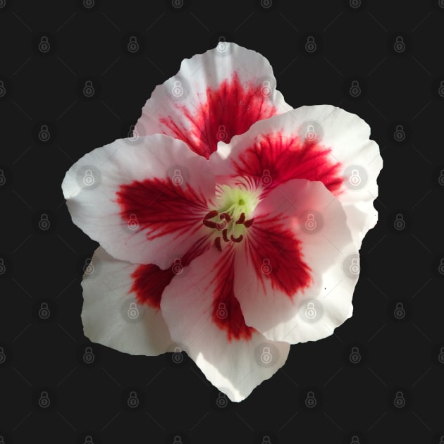 white flower, flowers, nature, blooms, red by rh_naturestyles