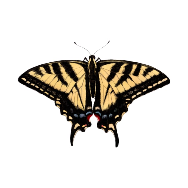 Western Tiger Swallowtail by JadaFitch