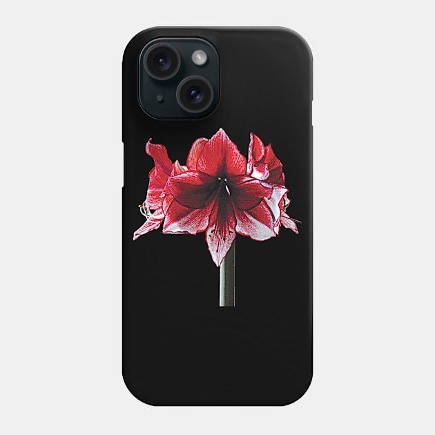 Amaryllis - Amaryllis Charisma Phone Case by SusanSavad