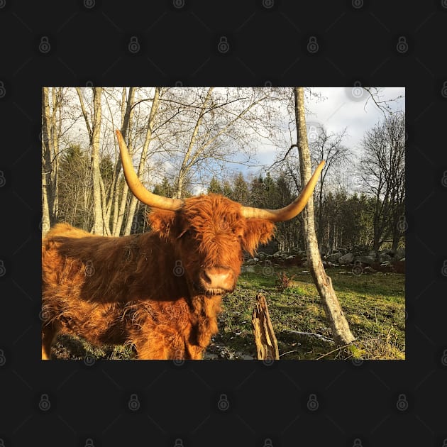 Scottish Highland Cattle Cow 2153 by SaarelaHighland