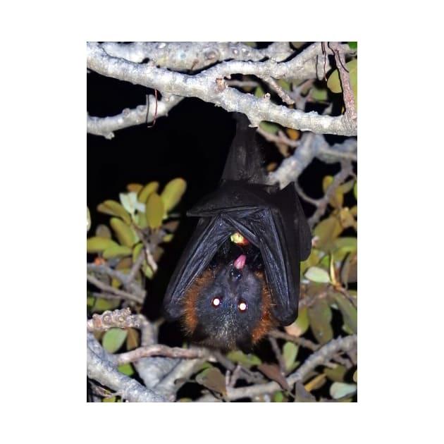 Grey-headed flying fox by kirstybush