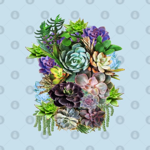 Succulents on show by Just Kidding by Nadine May