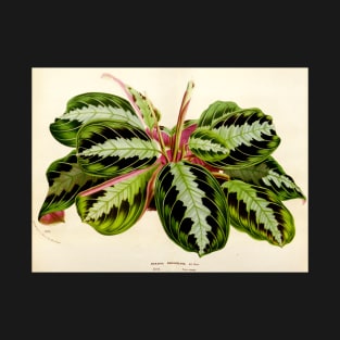 Maranta leuconeura 'Silver Band'- Flore des serres et des jardin de l’Europe - botanical illustration T-Shirt