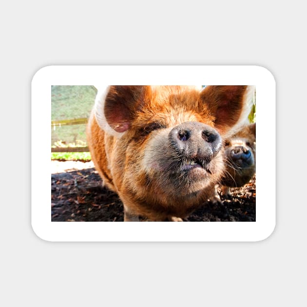 New Zealand Kunekune Pig Magnet by AndyEvansPhotos