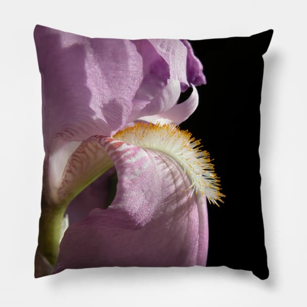 Royal purple iris Pillow by DarlaHallmark