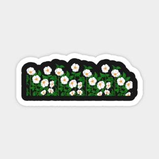 Cherokee Rose White Flowers Magnet