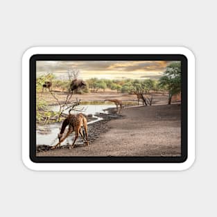 Giraffes at Watering Hole Magnet