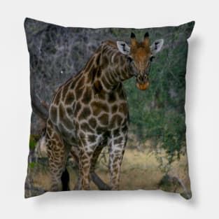 Giraffe  Staredown Pillow