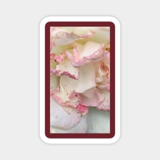 Pastel pink rose petals Magnet