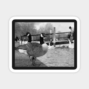 A couple of Canadian Geese on river Thames embankment in Windsor, Berkshire, England Magnet