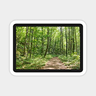 Deciduous forest in the summer Magnet