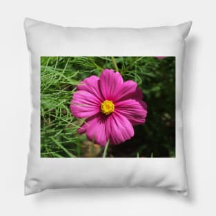 Cosmos Flower Pillow