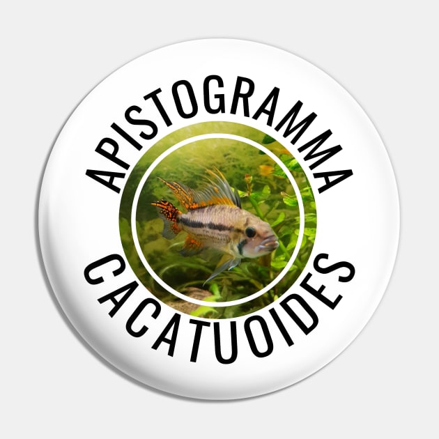 APISTOGRAMMA CACATUOIDES Pin by MaggusK