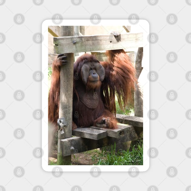 Orangutan Portrait Magnet by SpectreSparkC