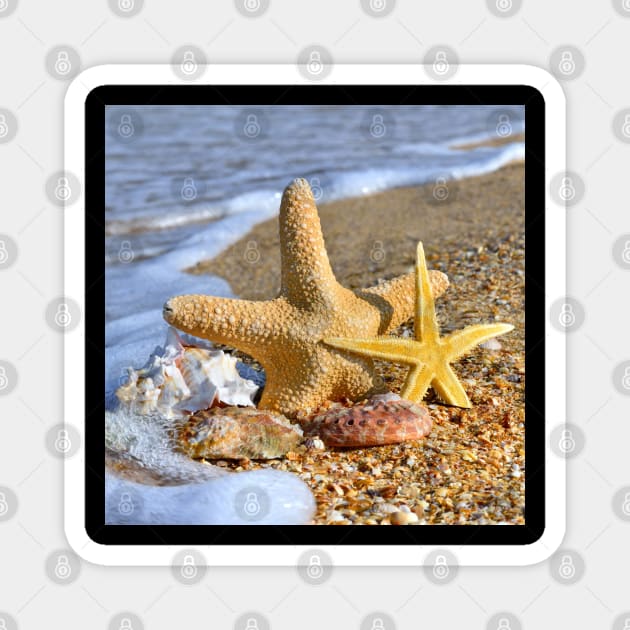 Starfish and Sea Shell Magnet by StylishPrinting