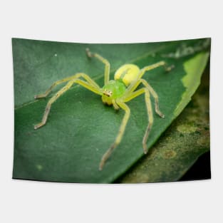 A female green huntsman spider (Micrommata virescens) Tapestry