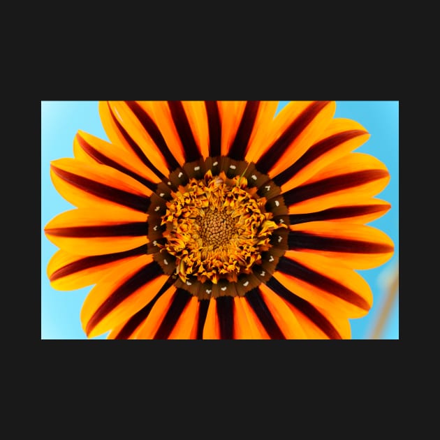 Gazania &#39;Tikal&#39;  SunBathers Series by chrisburrows