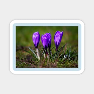 Spring Crocuses Magnet