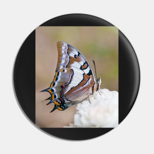 Swallowtail Butterfly on a Rose Pin