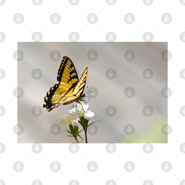 Swallowtail Butterfly by Jim Cumming