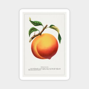 Wheatland peach lithograph (1900) Magnet