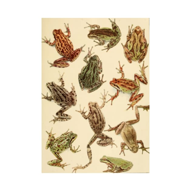 Vintage Frogs by bluespecsstudio