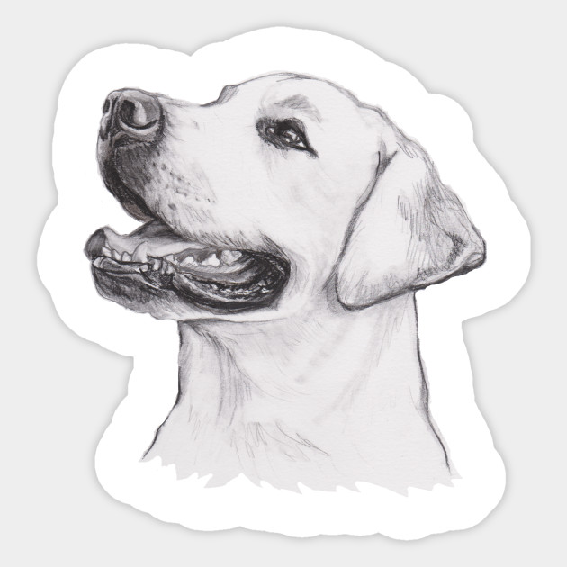Labrador Retriever Dog Portrait Drawing Lab Dog Portrait Art