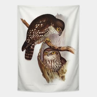 Winking Owl (Athene connivers) Tapestry