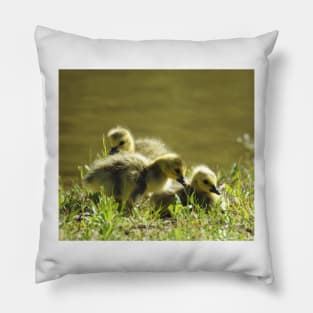 Baby goslings, Canadian Geese, wildlife gifts Pillow