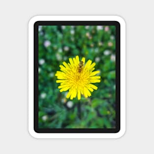 Dandelion Magnet