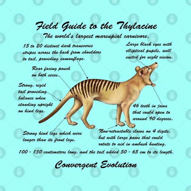 Field Guide to the Thylacine by kestrelle