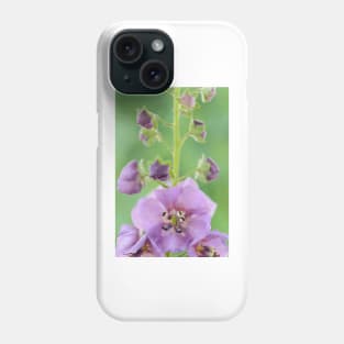 Verbascum  &amp;#39;Sugar Plum&amp;#39;  Mullein Phone Case