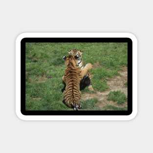 Tiger Cubs Magnet