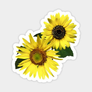 Two Sunflowers, The Same Yet Different Magnet