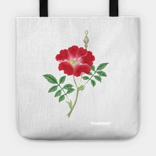 Red rose, painting flower, March to April (ca. 1870–1880) painting Tote