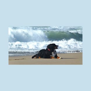 bernese mountain dog at beach T-Shirt