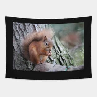 Red squirrel Tapestry