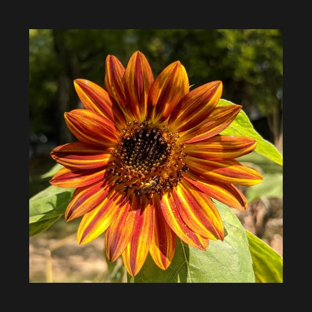 Orange Sunflower with Bee Photographic Image by AustaArt