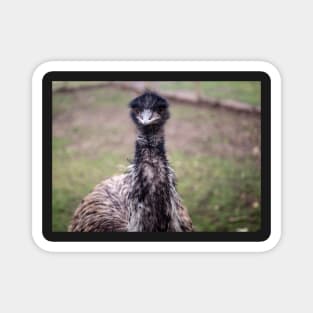 Emu Magnet