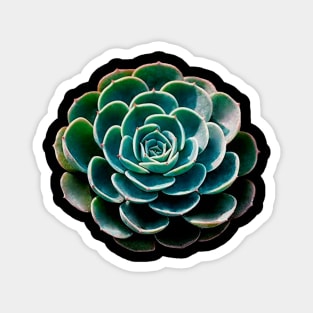 Echeveria Glauca Magnet