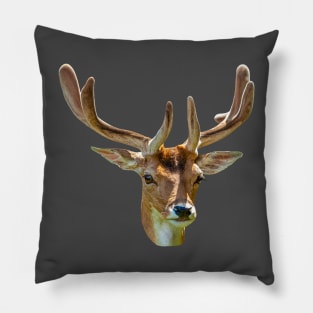 Fallow Buck in Velvet Pillow