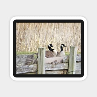 Canada Geese Pair No.5 Magnet