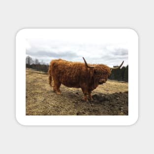 Scottish Highland Cattle Cow 2364 Magnet